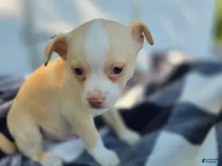 Chihuahua dogs Chihuahua Puppy 2 - Ad 33