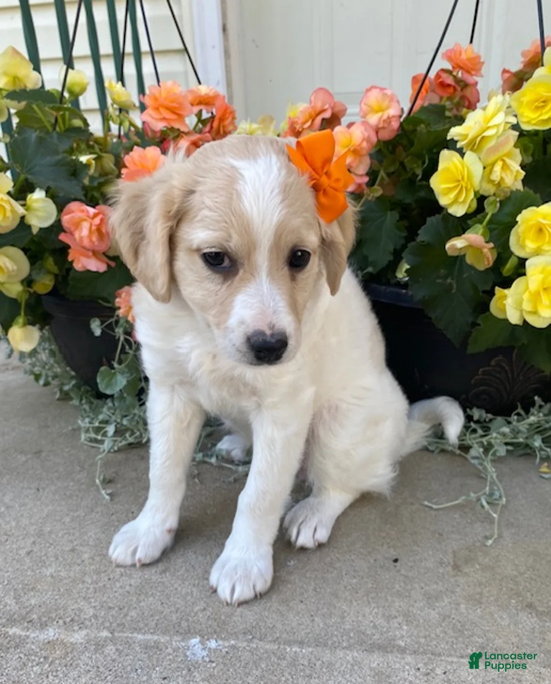 Mini Goldendoodle dogs for sale: Sugar - Ad 2