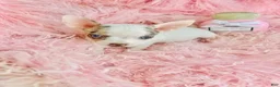 Chihuahua dogs for sale: Teacup Chihuahua with blue eyes - Ad 5