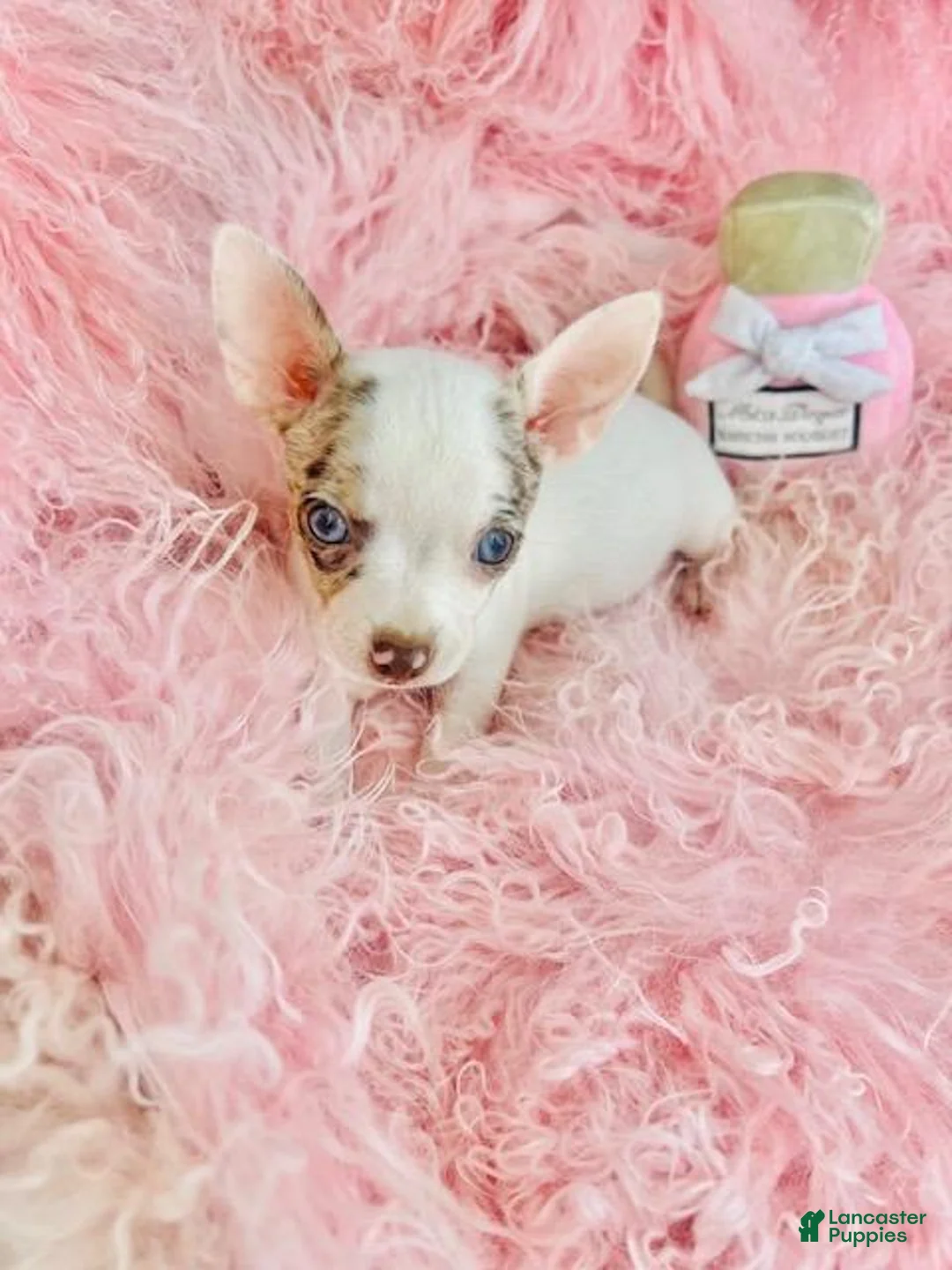Chihuahua dogs for sale: Teacup Chihuahua with blue eyes - Ad 5