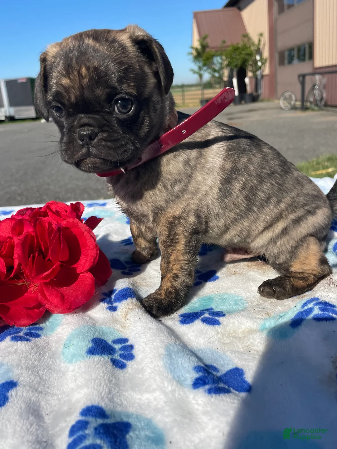 Pug dogs for sale: Bogart - Ad 4