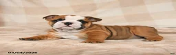 English Bulldog dogs for sale: Mandi - Ad 3
