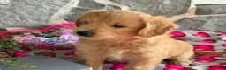 Goldendoodle dogs for sale: Nora - Ad 4