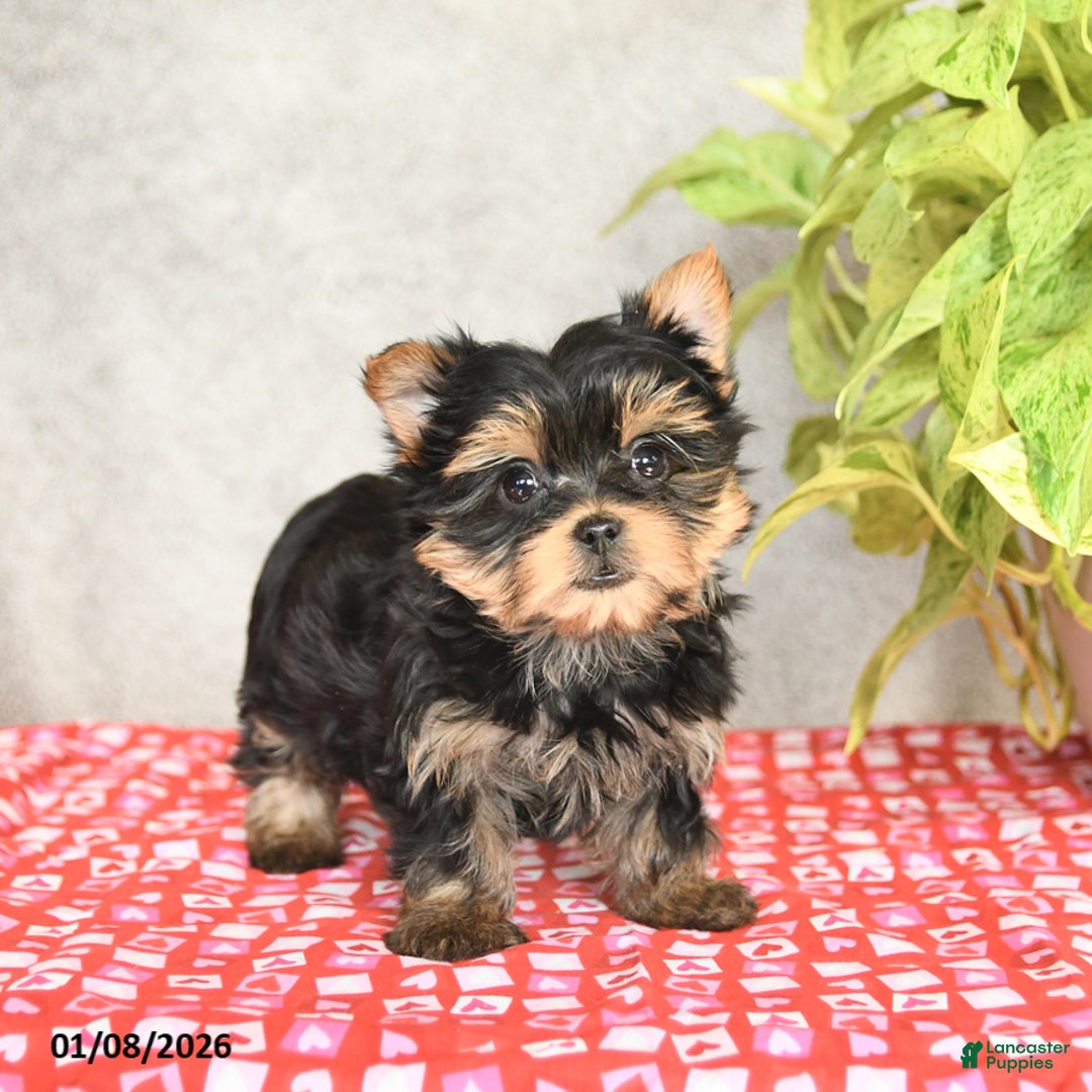 Yorkshire Terrier dogs for sale: Chase - Ad 4