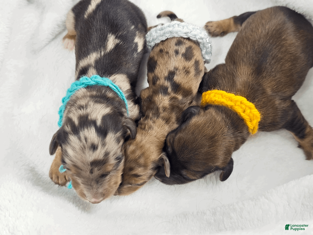 Miniature Dachshund dogs for sale: Sunflowerer - Ad 8