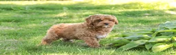 Cavapoo dogs for sale: Haven - Ad 6