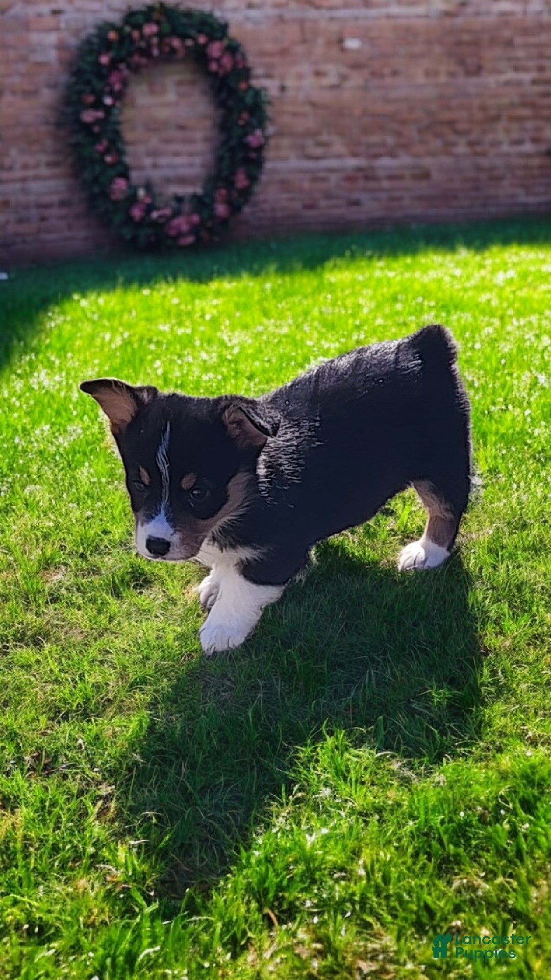 Welsh Corgi Pembroke dogs for sale: Donny  - Ad 10