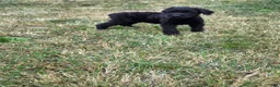 Giant Schnauzer dogs for sale: Giant Schnauzer 3 - Ad 3