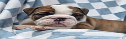 English Bulldog dogs for sale: Monroe - Ad 8