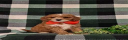 Cavapoo dogs for sale: Christoffer - Ad 2