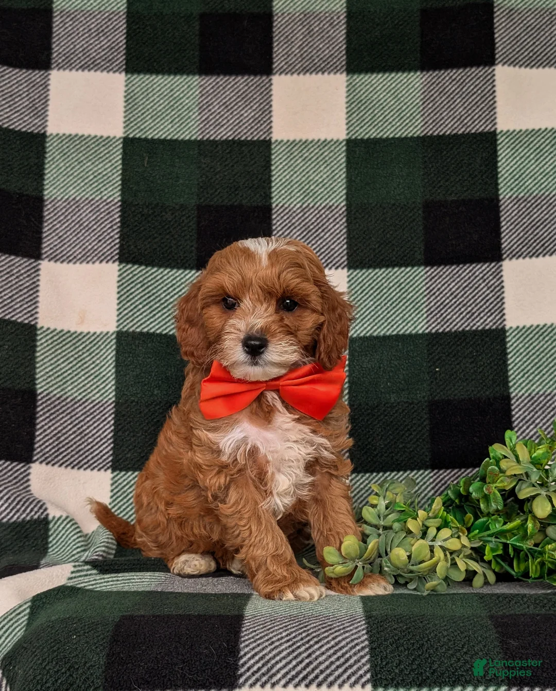 Cavapoo dogs for sale: Christoffer - Ad 2