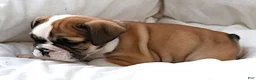 English Bulldog dogs for sale: Janita - Ad 7