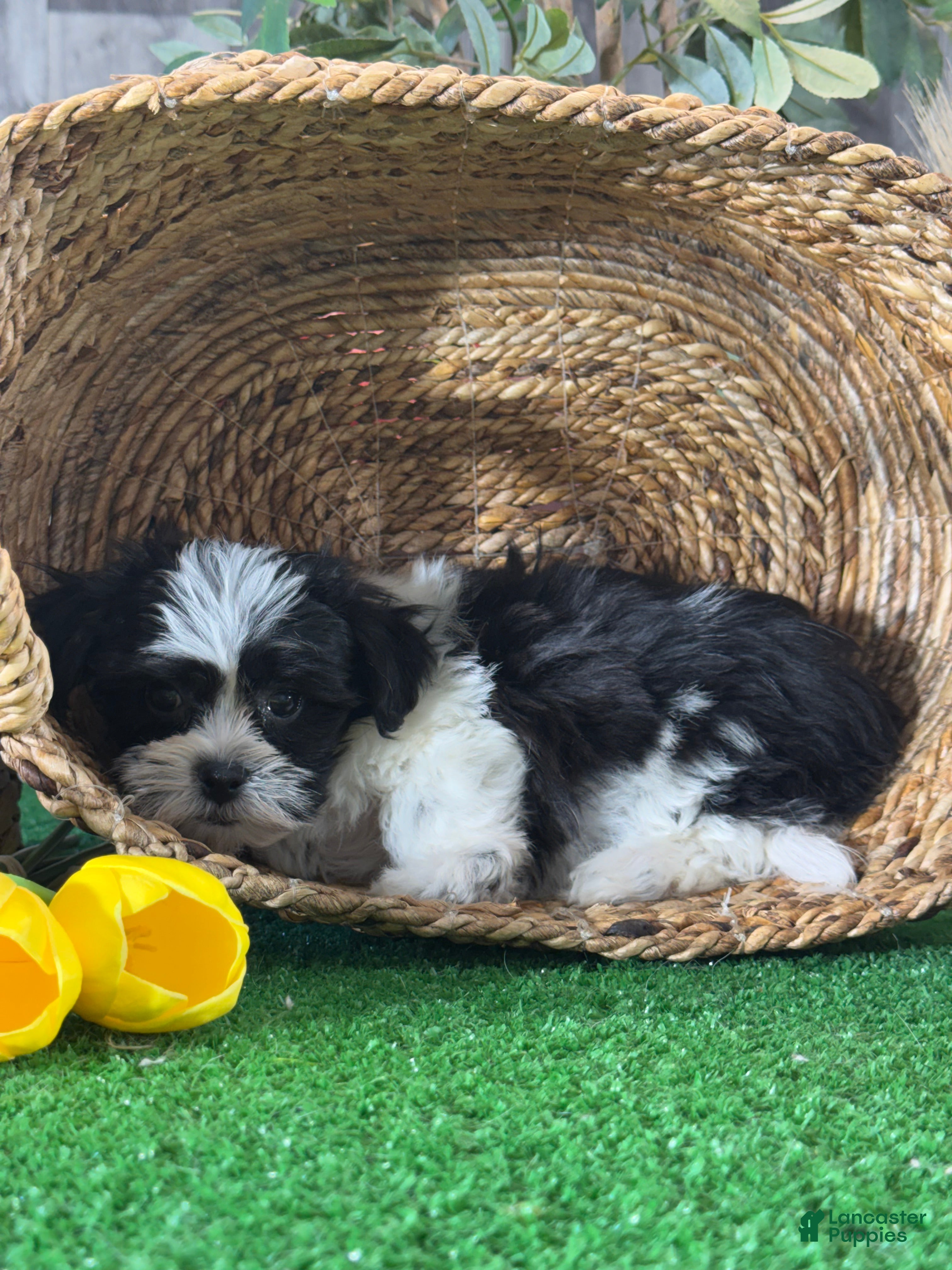 Mixed Breed dogs for sale: Luke - Ad 3