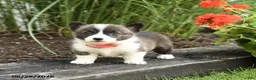 Welsh Corgi Pembroke dogs for sale: Pepsi - Ad 5
