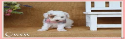 Miniature Poodle dogs for sale: Owen - Ad 1