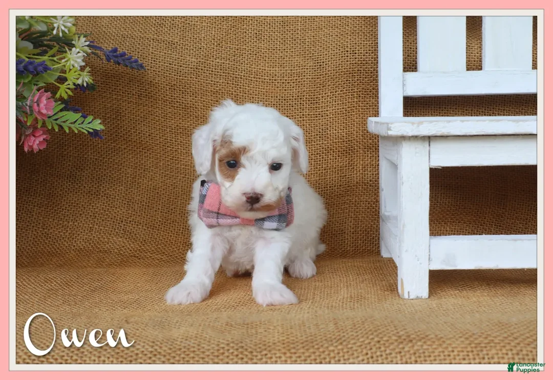 Miniature Poodle dogs for sale: Owen - Ad 1