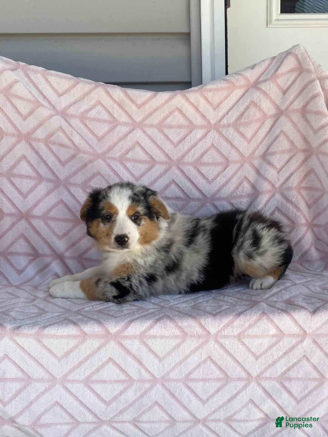 Australian Shepherd dogs for sale: Australian Shepherd Puppy 3 - Ad 3