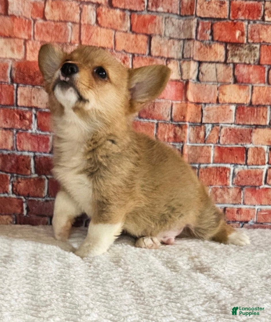 Welsh Corgi Pembroke dogs  Poppi - Ad 22