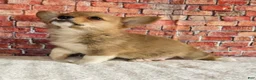 Welsh Corgi Pembroke dogs for sale:  Poppi - Ad 1