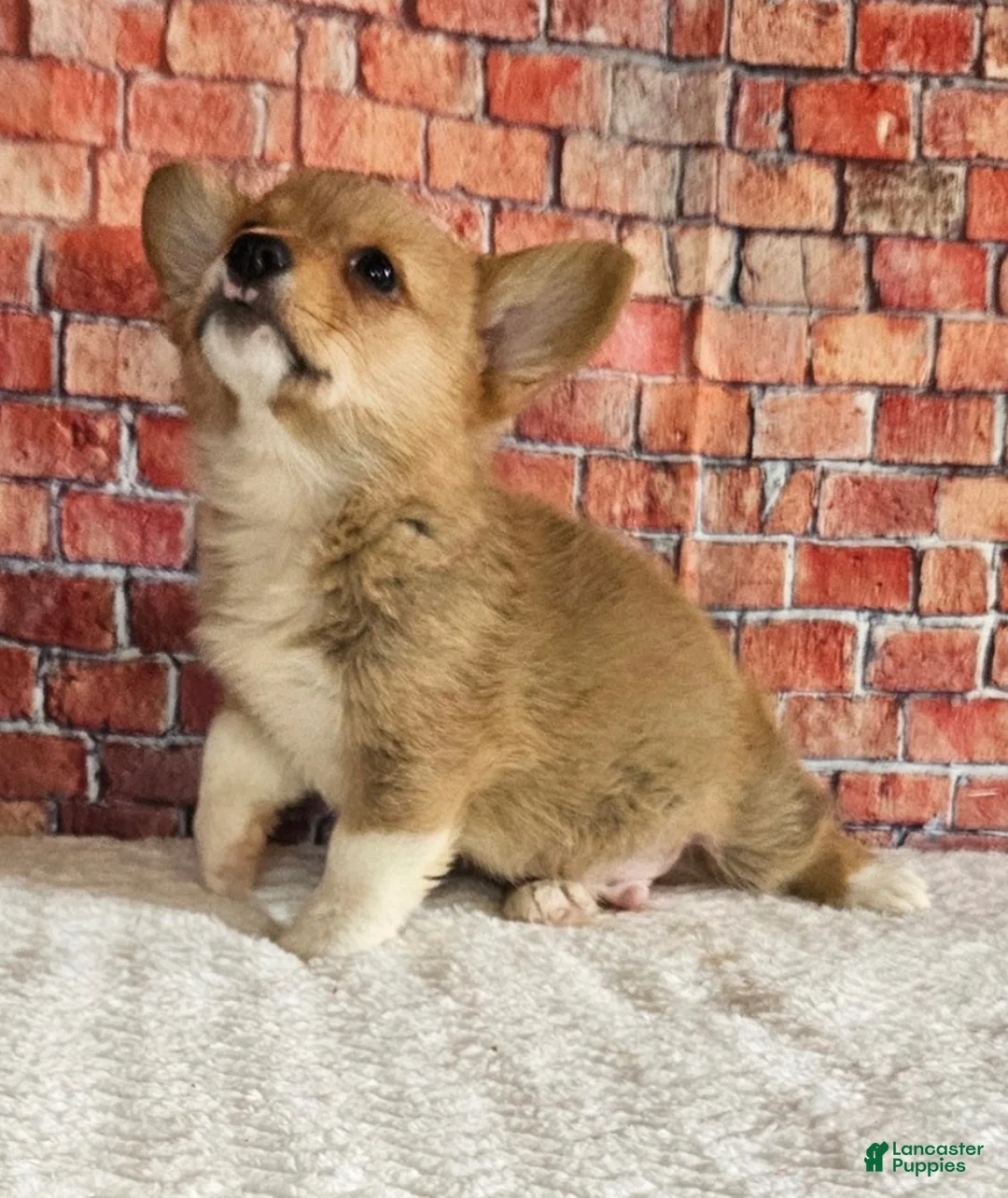 Welsh Corgi Pembroke dogs for sale:  Poppi - Ad 1