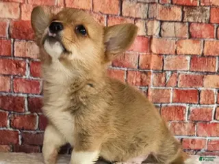 Welsh Corgi Pembroke dogs Poppi - Ad 22
