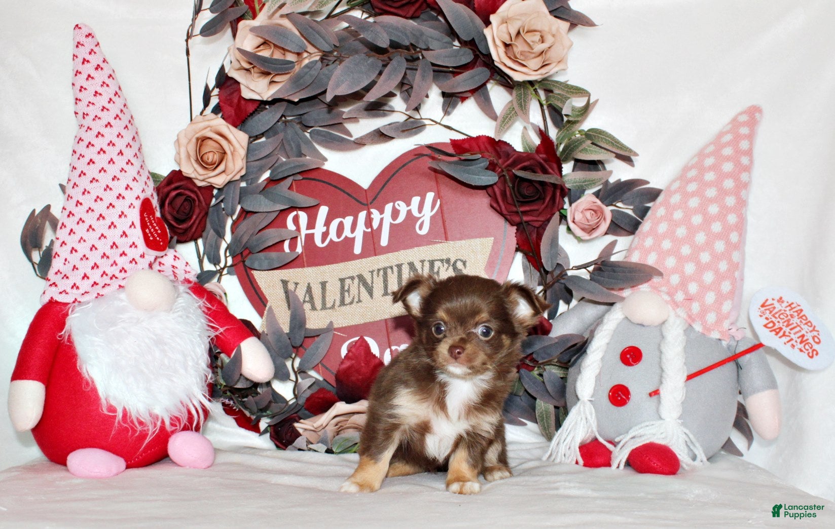 Chihuahua dogs Holly - Ad 12