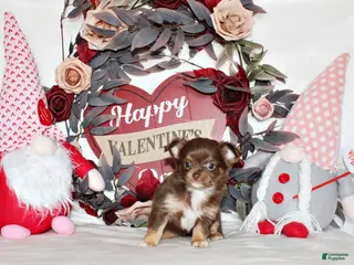 Chihuahua dogs Holly - Ad 12