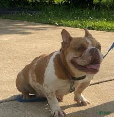 American Bully dogs for sale: American Bully Puppy 1 - Ad 10