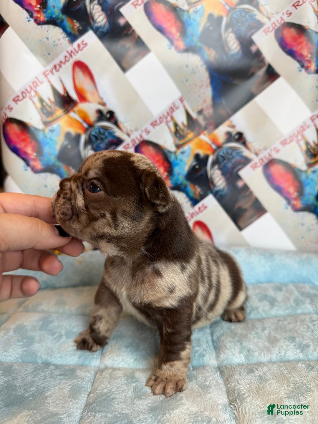 French Bulldog dogs for sale: Frankie - Ad 2