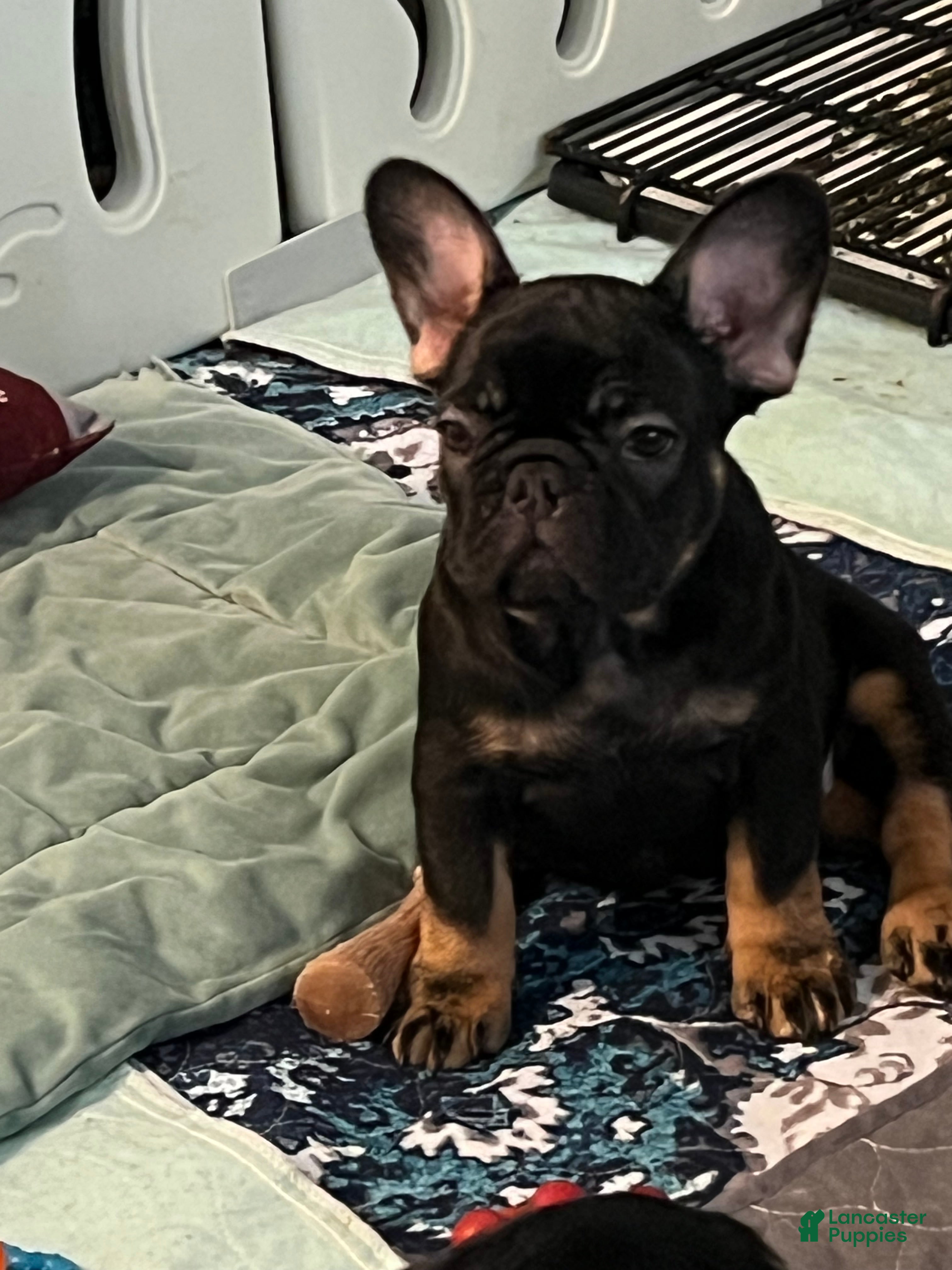 French Bulldog dogs Poppy - Ad 2
