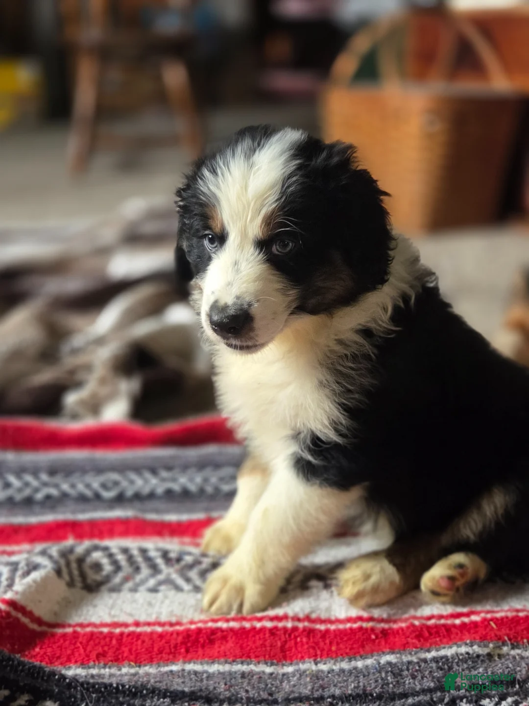 Australian Shepherd dogs for sale: Australian Shepherd Puppy 9 - Ad 2