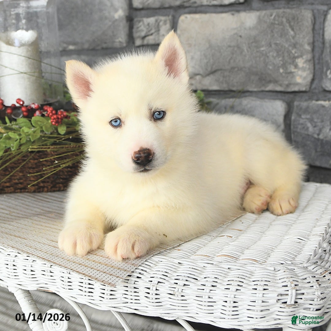 Siberian Husky dogs for sale: Ghost  - Ad 2
