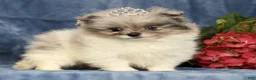 Pomeranian dogs for sale: Lucy - Ad 3