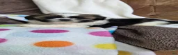 Shih Tzu dogs for sale: Octavia  - Ad 5