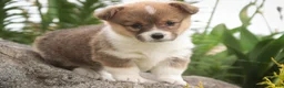 Welsh Corgi Pembroke dogs for sale: Jessie - Ad 6
