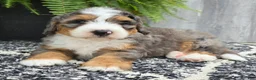 Mini Bernedoodle dogs for sale: Mini Ace - Ad 17