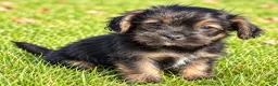 Shihpoo dogs for sale: Penny - Ad 3