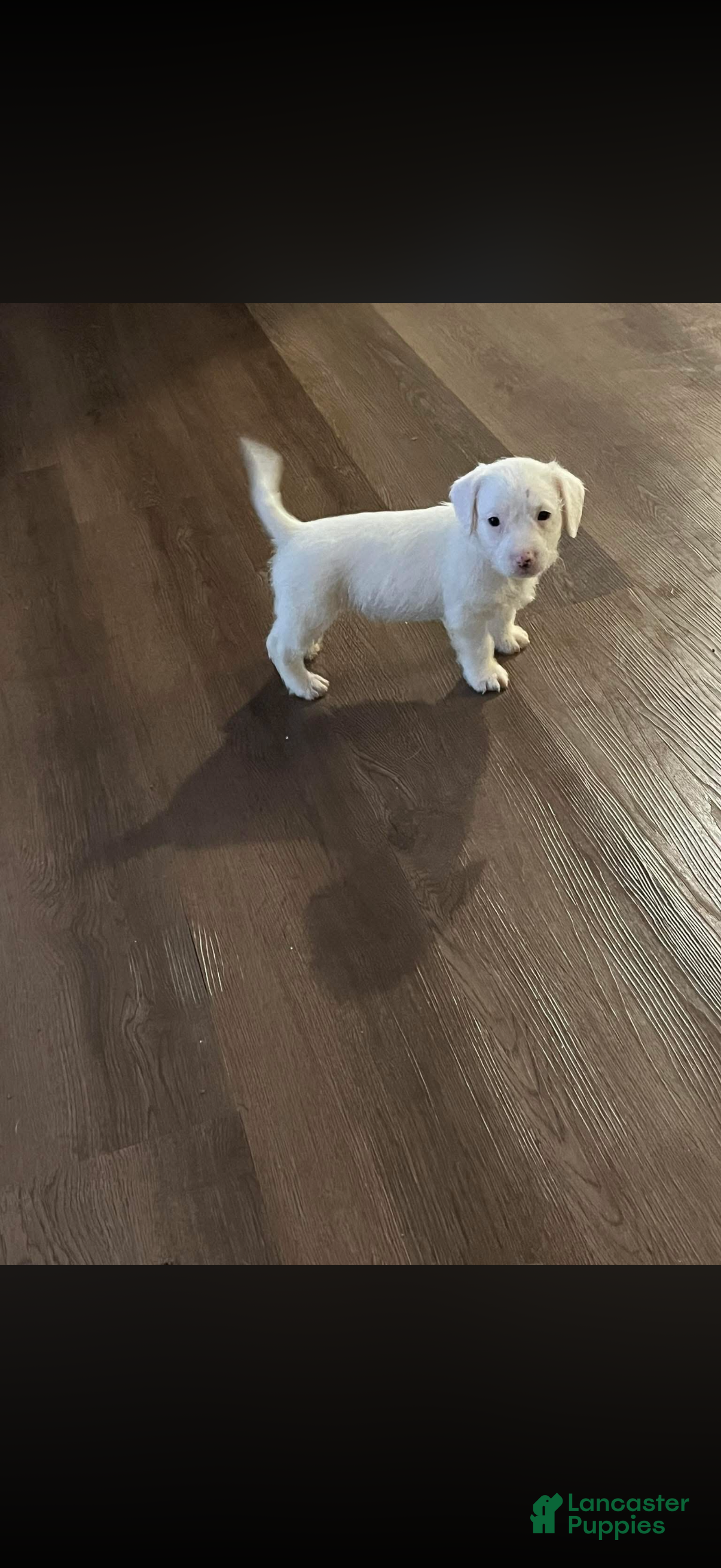 Mixed Breed dogs Mixed Breed Puppy 1 - Ad 26