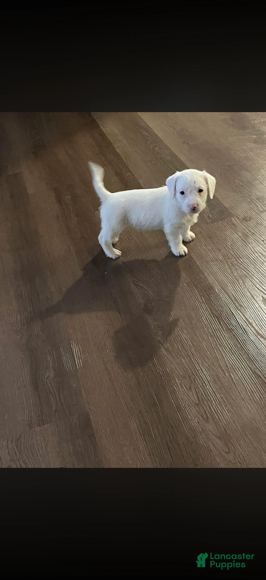 Mixed Breed dogs for sale: Mixed Breed Puppy 1 - Ad 1