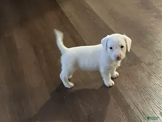 Mixed Breed dogs Mixed Breed Puppy 1 - Ad 26