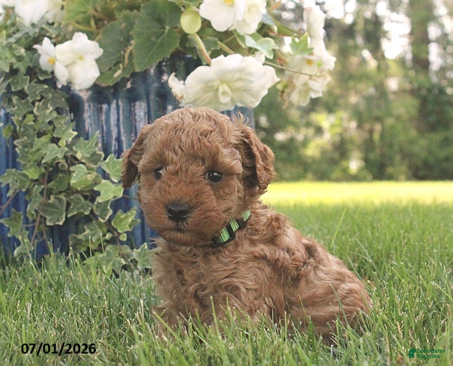 Miniature Poodle dogs Ricky - Ad 2