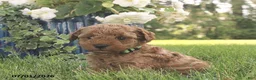 Miniature Poodle dogs for sale: Ricky - Ad 2