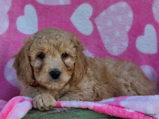 Mini Goldendoodle dogs Jingles - Ad 5