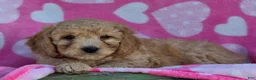 Mini Goldendoodle dogs for sale: Jingles - Ad 1