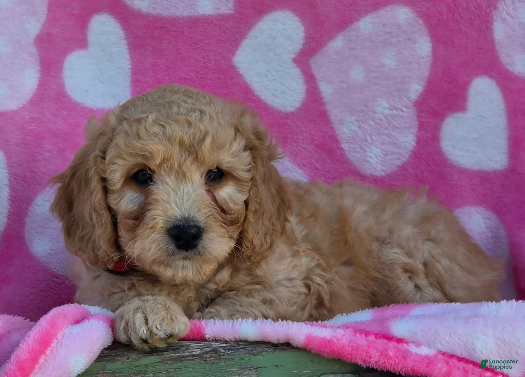 Mini Goldendoodle dogs for sale: Jingles - Ad 1