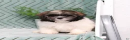 Shih Tzu dogs for sale: Irving - Ad 5