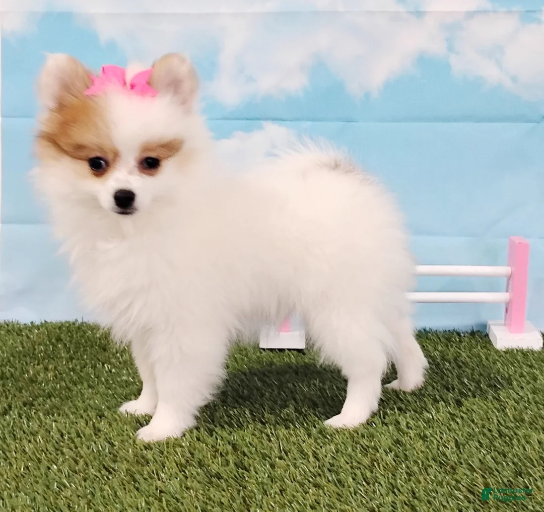 Pomeranian dogs for sale: Sunny - Ad 3