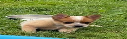Australian Cattle Dog dogs for sale: Simon Jr. - Ad 8