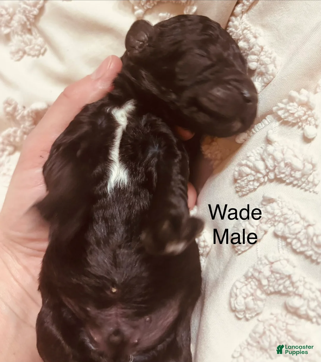 Standard Poodle dogs for sale: Standard Poodle 3 - Ad 1
