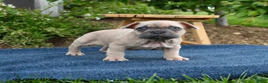 Frdric